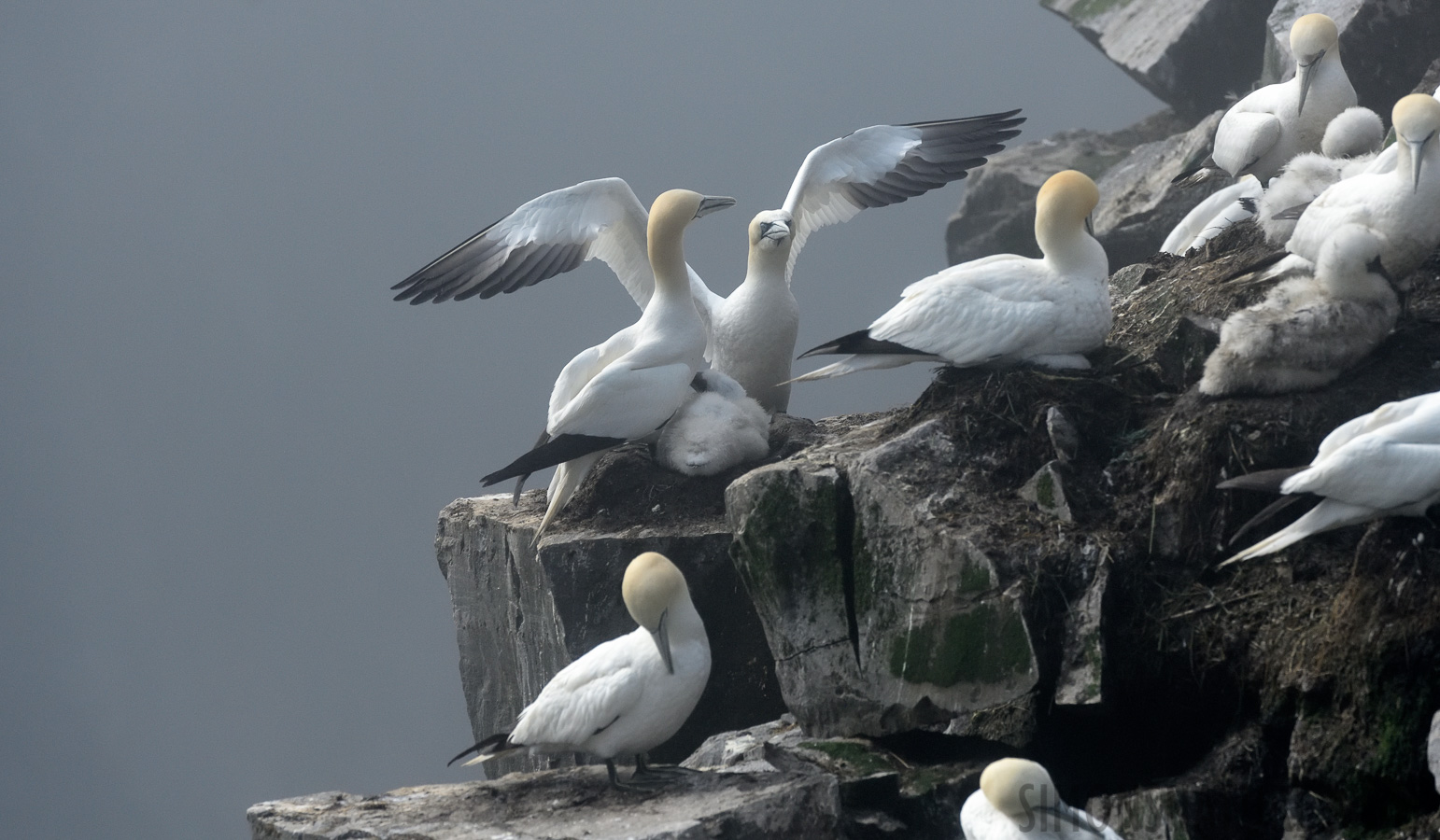 Morus bassanus [400 mm, 1/4000 Sek. bei f / 8.0, ISO 1600]